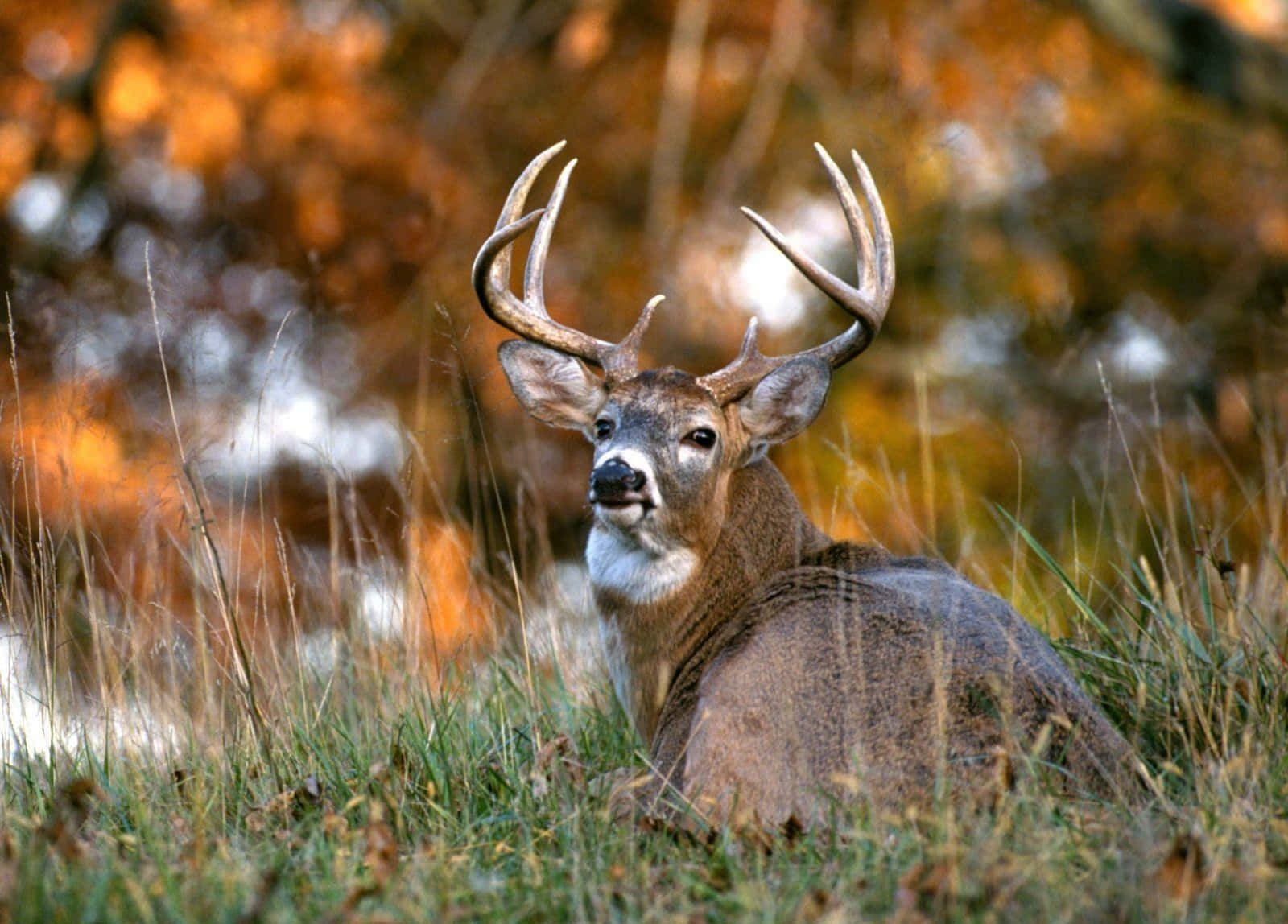 Majestic White-Tailed Deer in the Wilderness