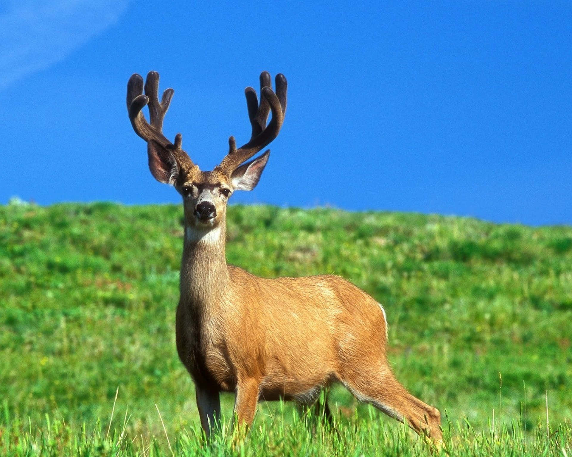 A majestic white-tailed deer enjoying the beauty of nature