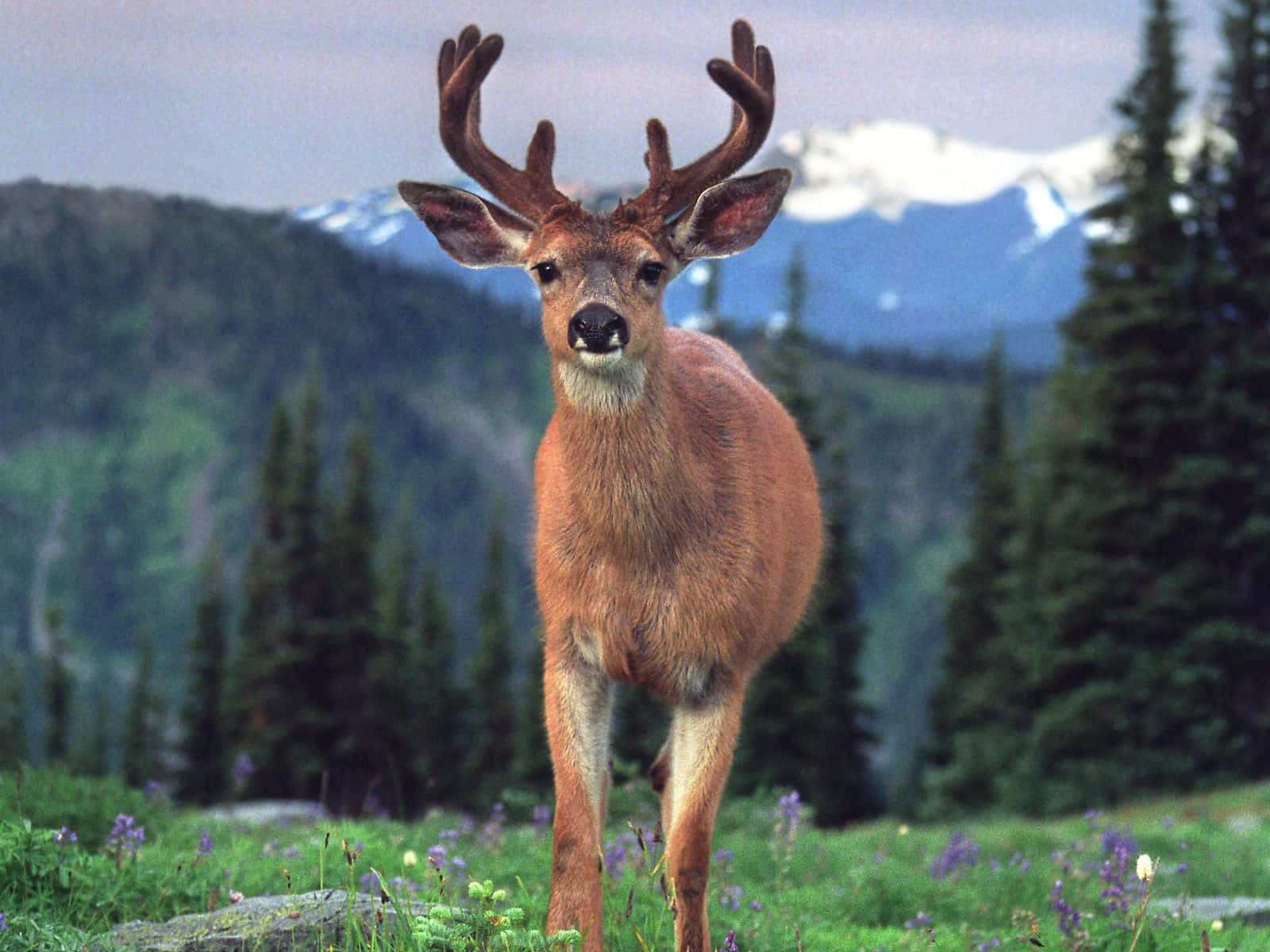 A Male Deer Standing In A Field