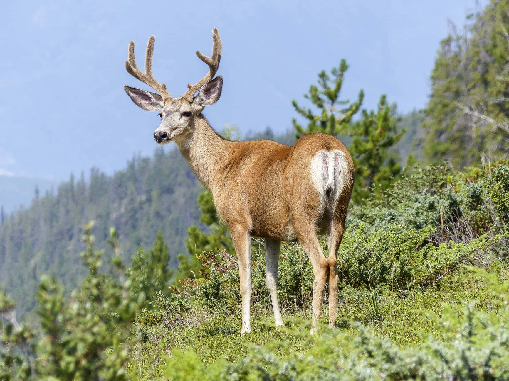 A magnificent deer pausing in the forest