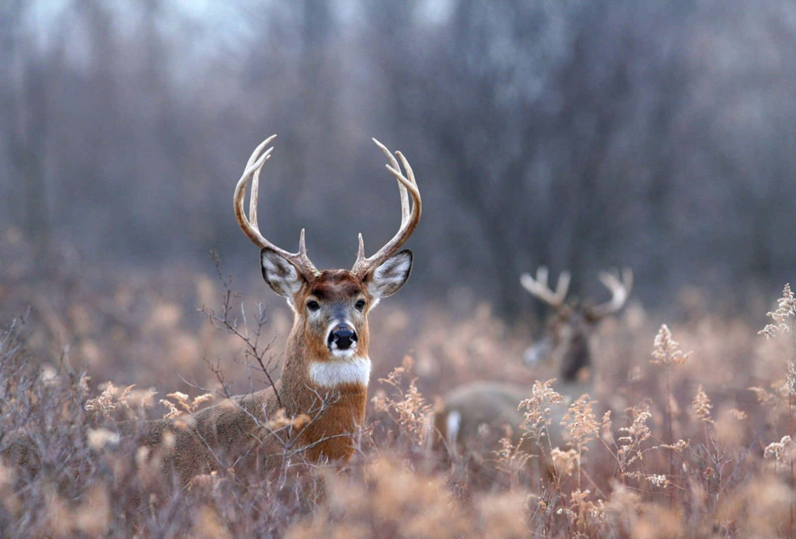 A Deer Enjoys the Beauty of Nature