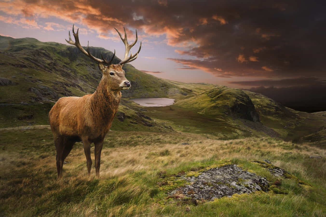 Anime Wilderness: 4K Wallpaper for PC - Majestic Deer in Nature