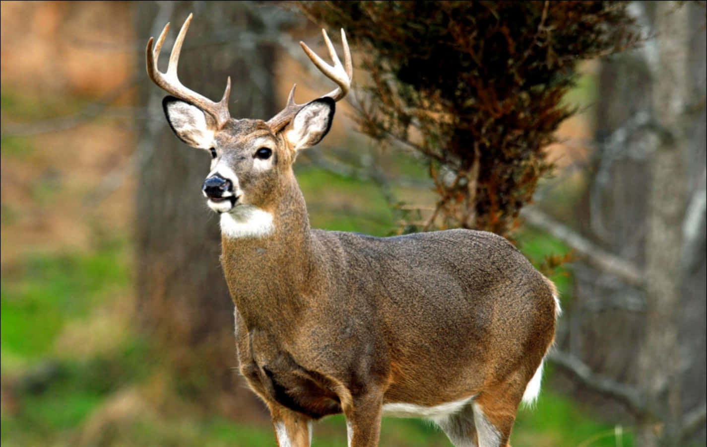 A white-tailed deer in its natural woodland habitat