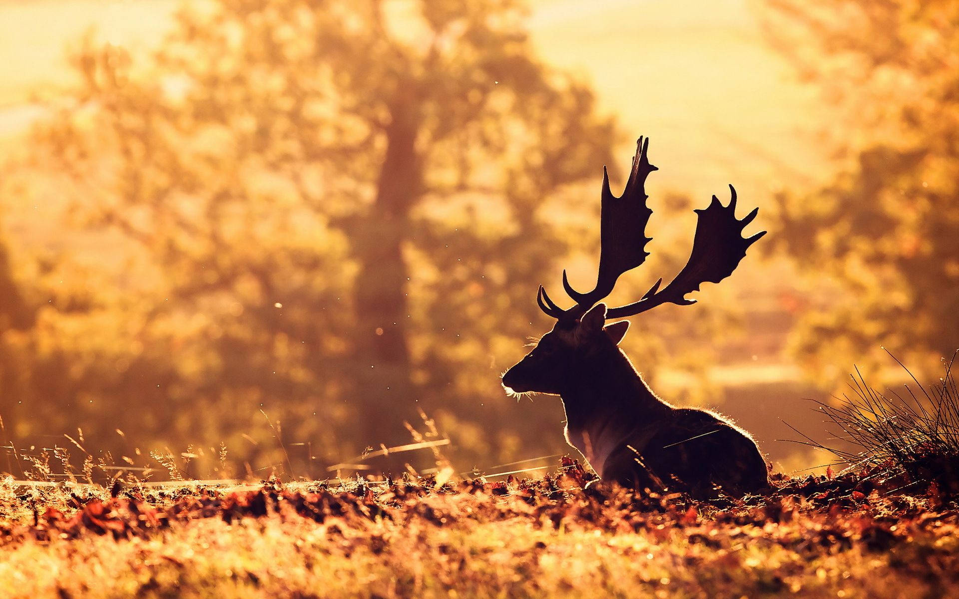 A silhouetted deer with majestic antlers Wallpaper