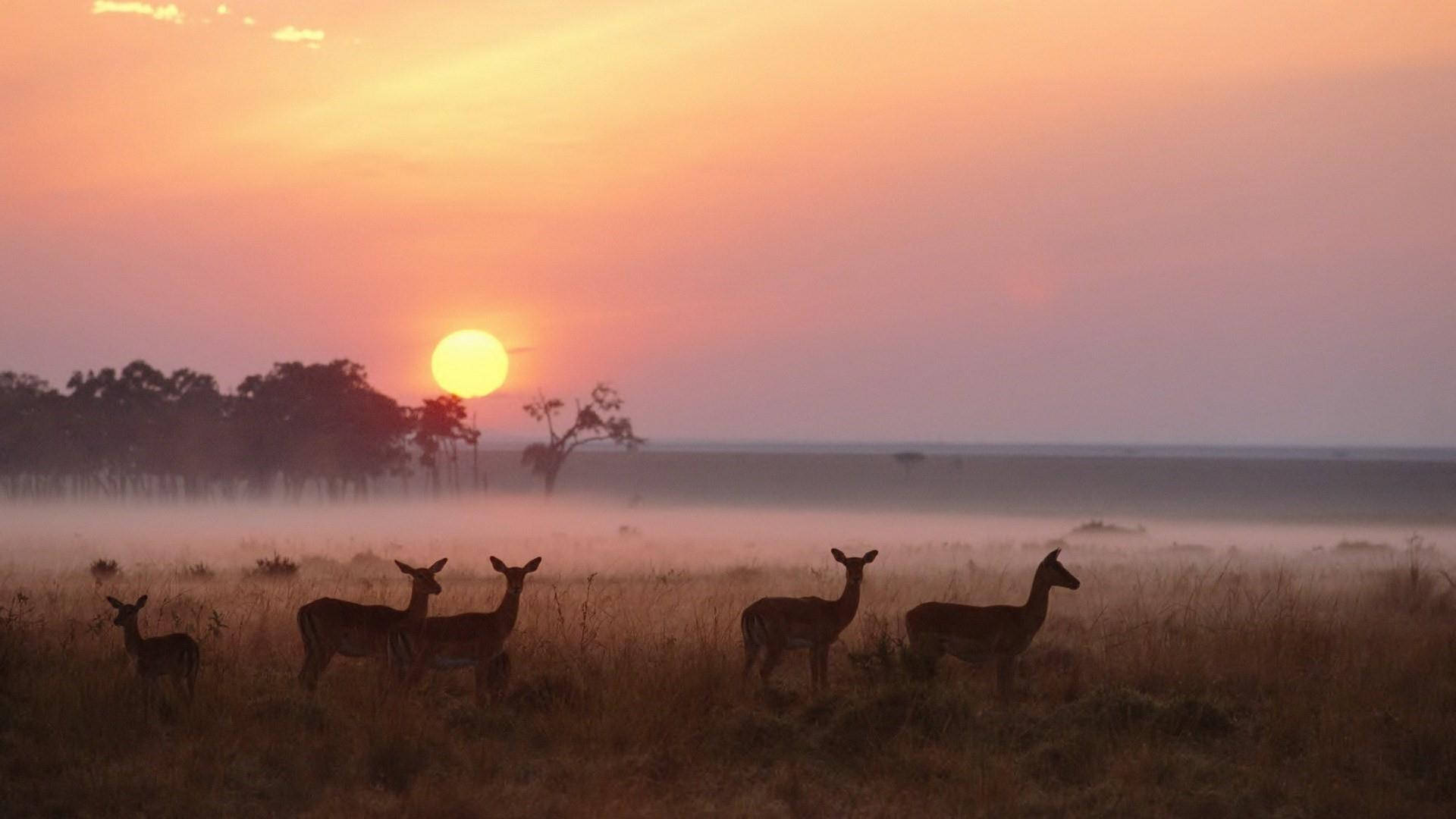 Deers In Kenya Sunset Wallpaper