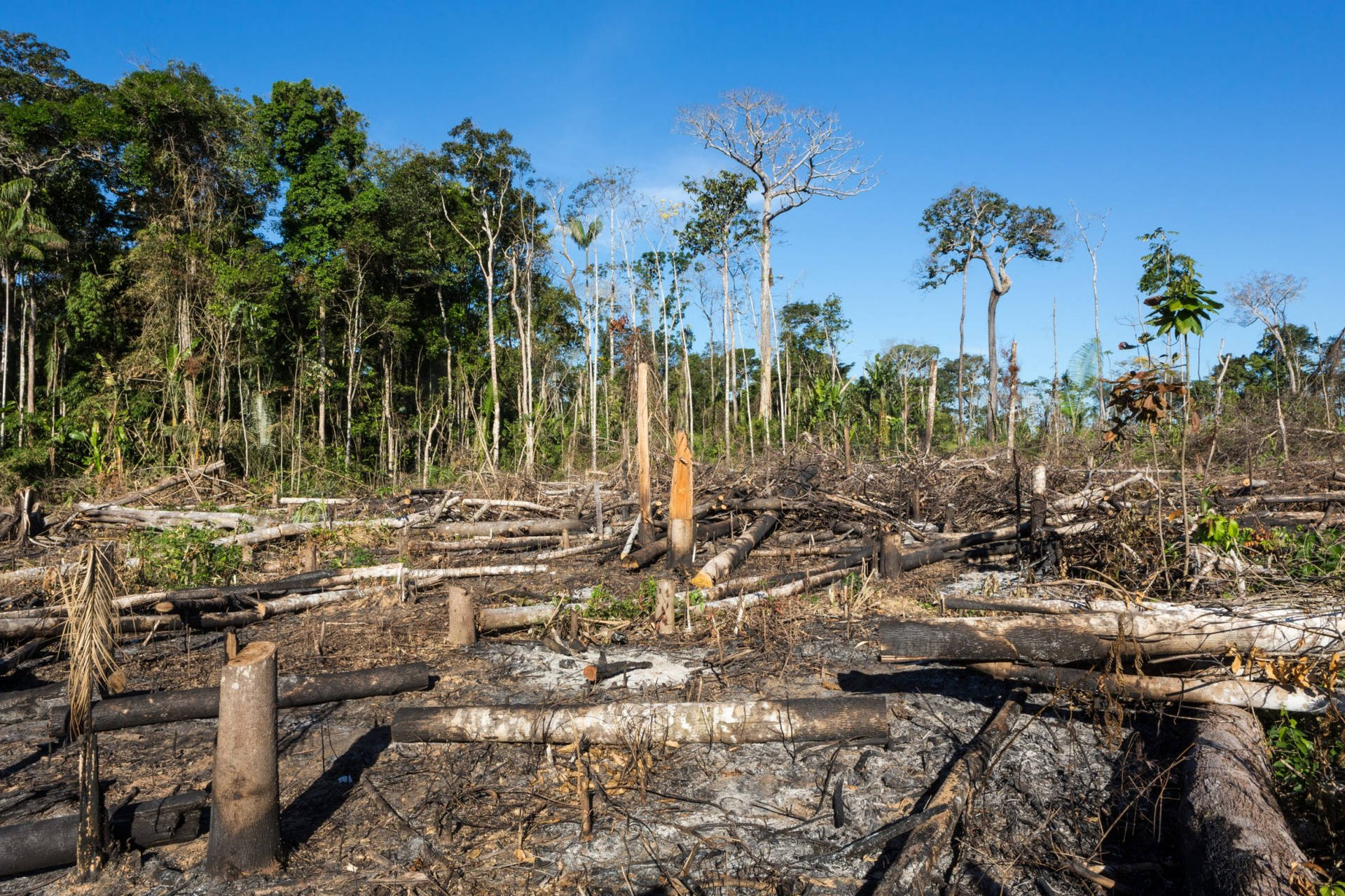 Avskogningi Gabon. Wallpaper