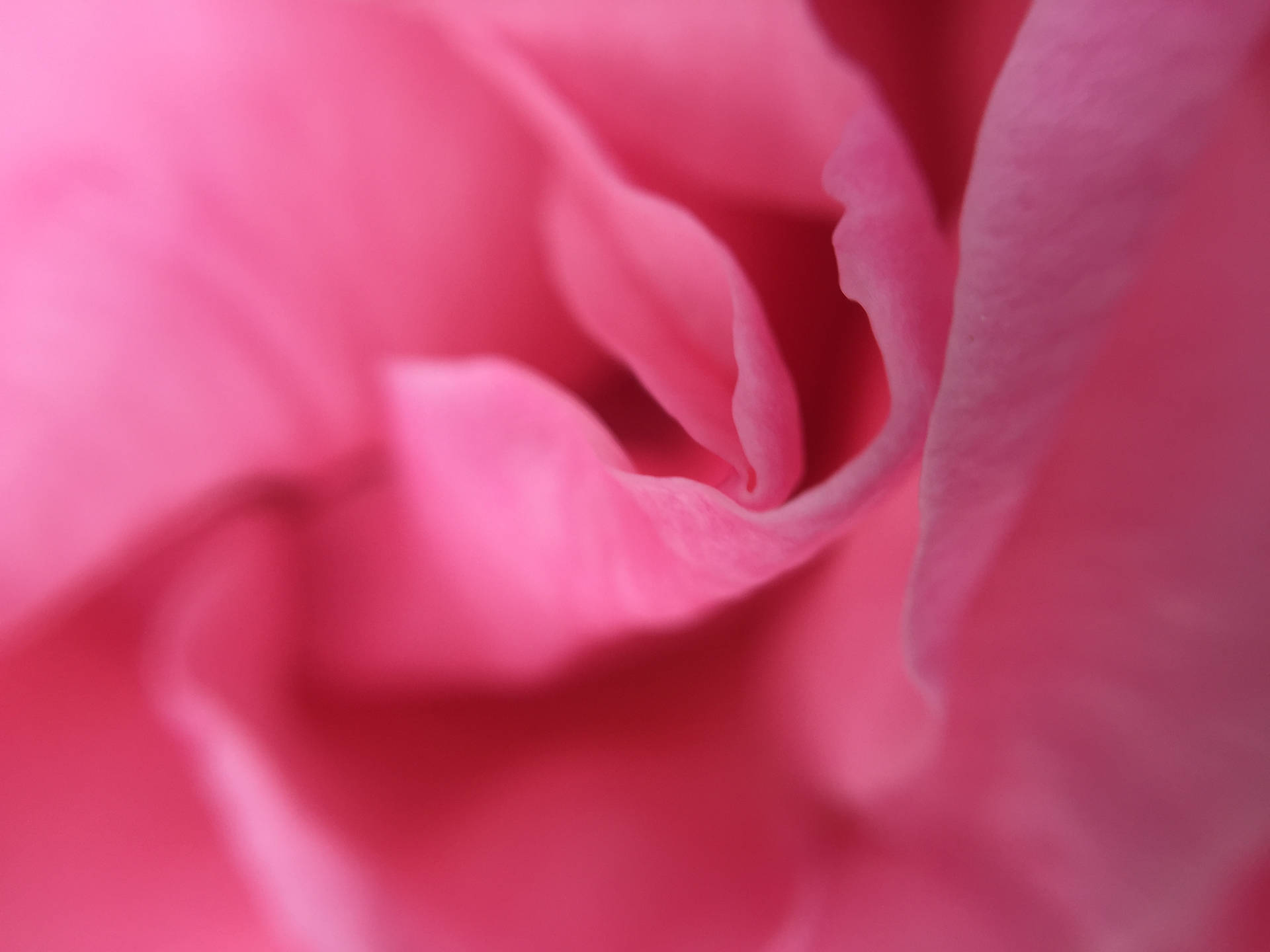 Dejlig Pink Rose Iphone Wallpaper