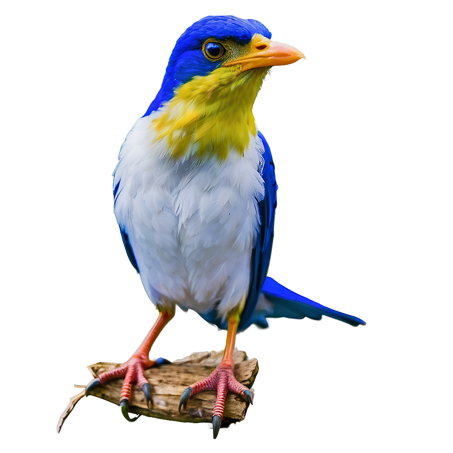 Delaware State Bird Png 15 PNG