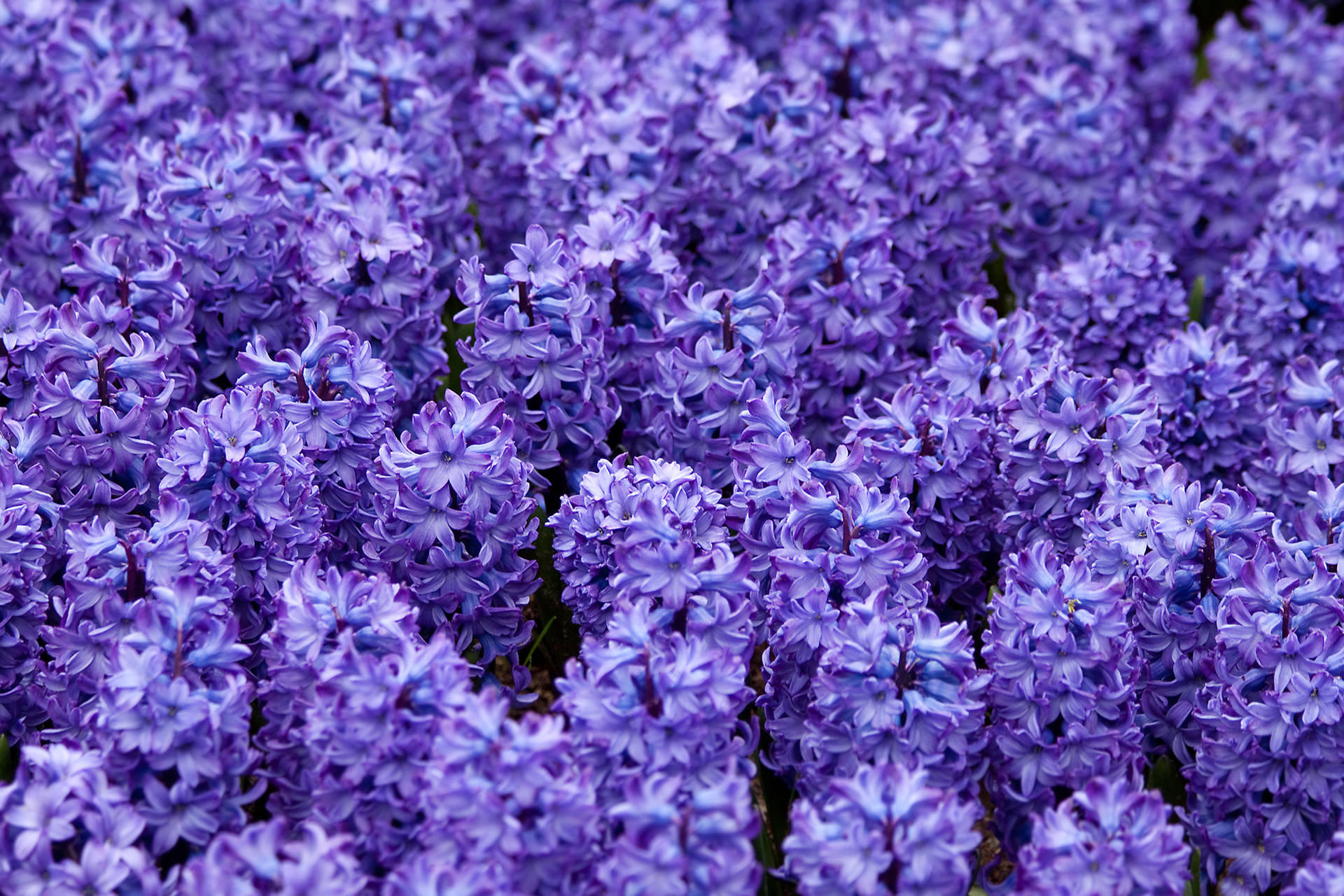 Delft Blue Hyacinth Flowers Wallpaper