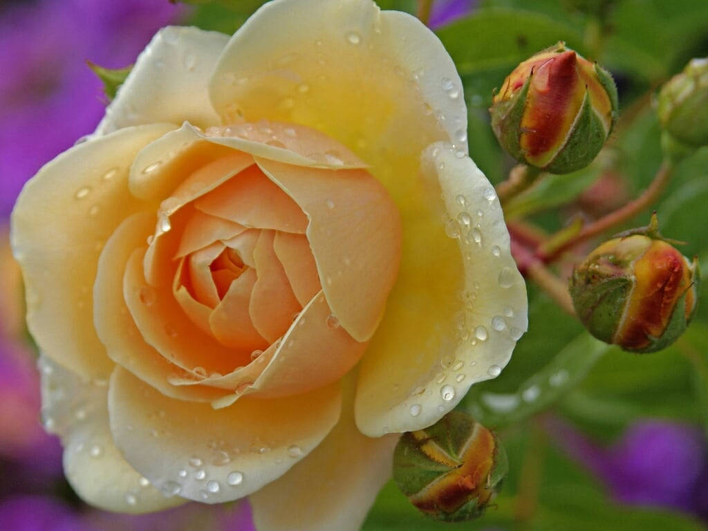 Delicaday Hermosa Flor De Rosa Fondo de pantalla