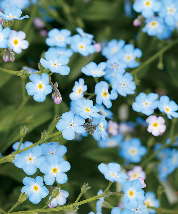 Delicate Beauty Of Forget Me Not Flowers In Bloom Wallpaper