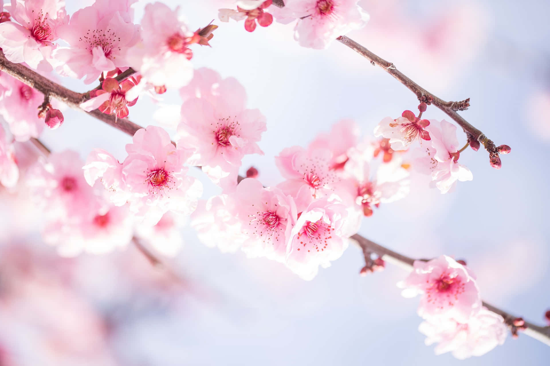 Delicate Cherry Blossoms Springtime Glow Wallpaper