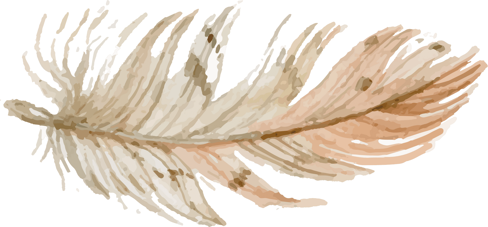 Delicate Feather Illustration.png PNG