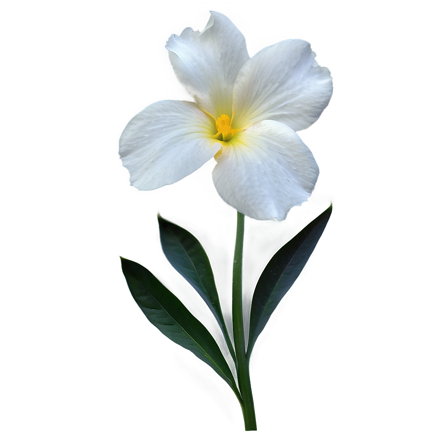 Delicate Floral Png Ndr21 PNG