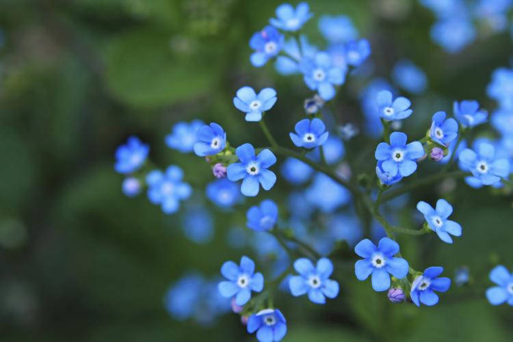 Delicate Forget Me Not Flowers Blooming In The Wild. Wallpaper