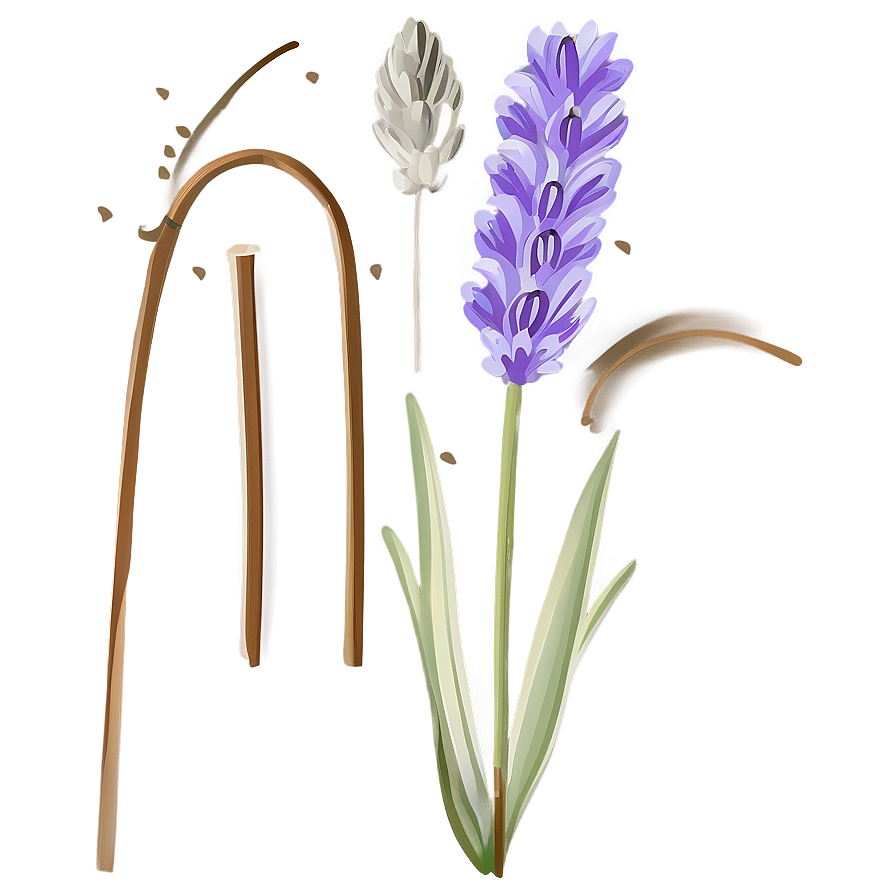 Delicate Lavender Flower Vector Png 06252024 PNG