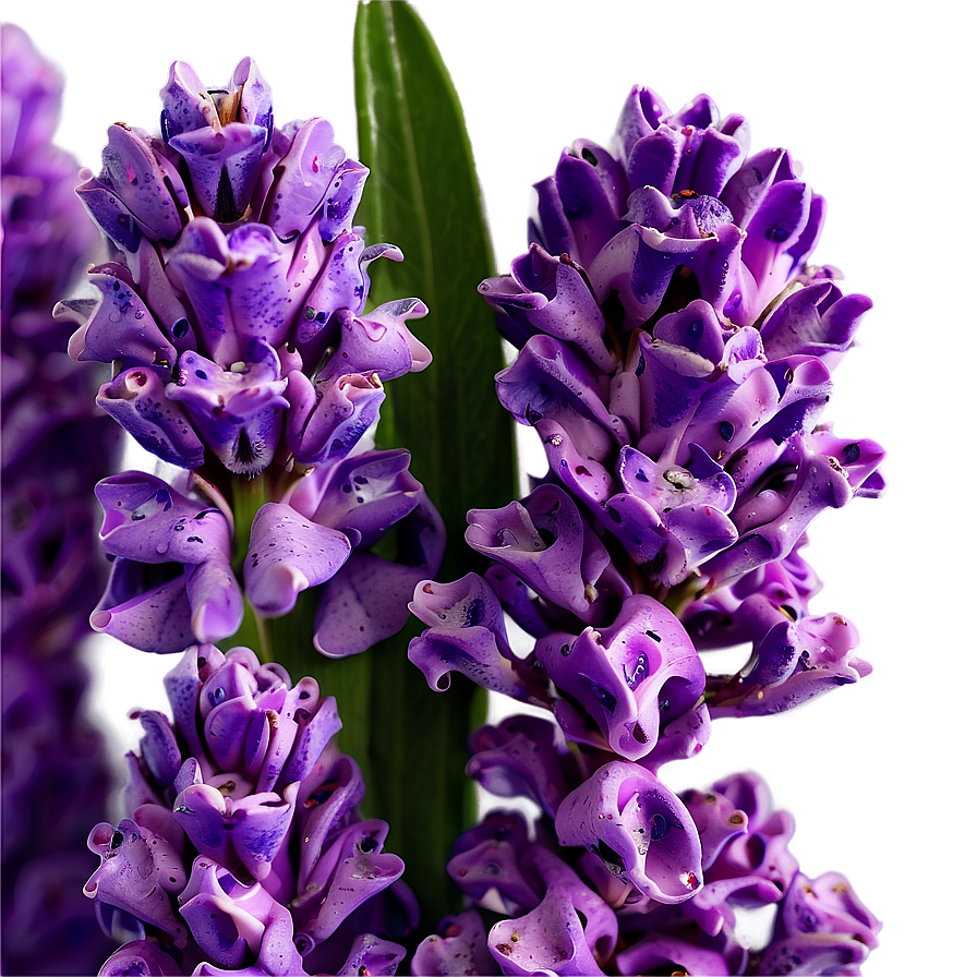 Delicate Lavender Petals Png 06132024 PNG