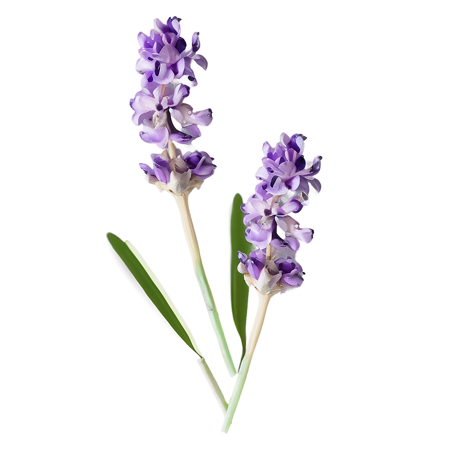 Delicate Lavender Petals Png 13 PNG