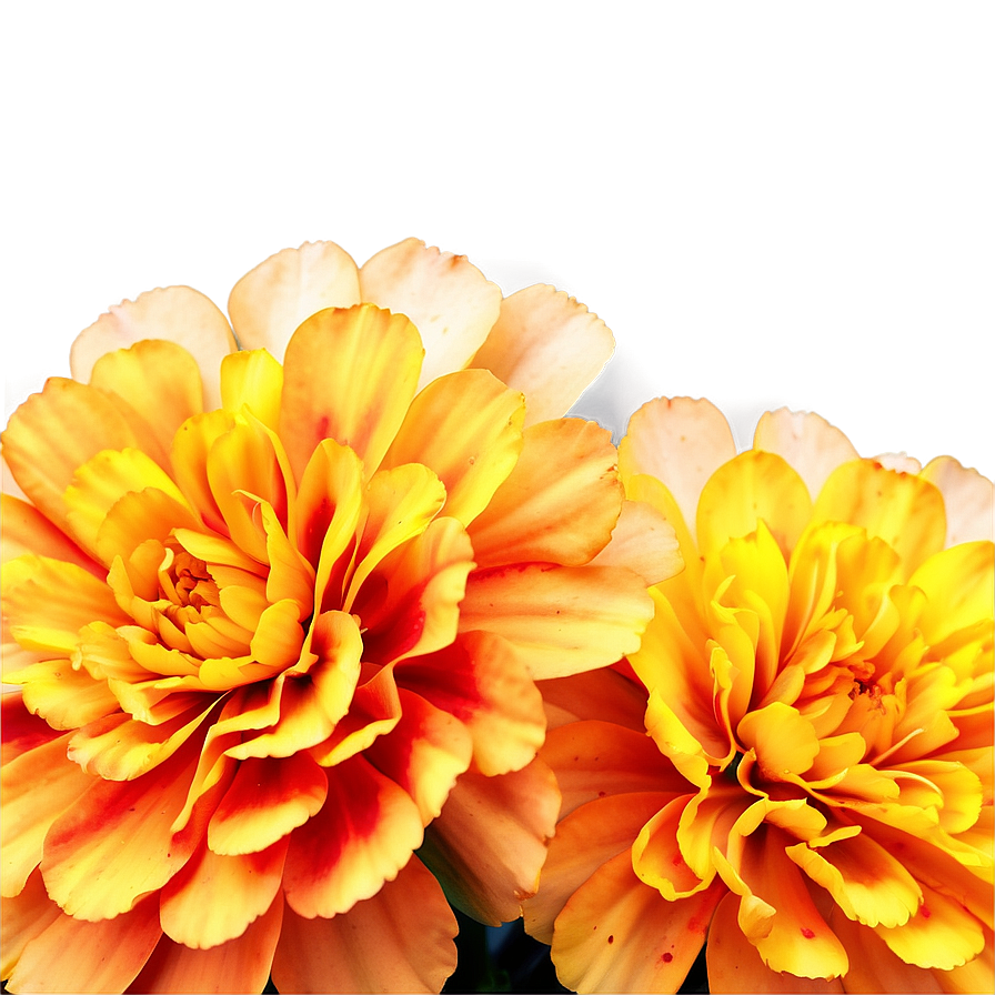 Delicate Marigolds Close-up Png 65 PNG