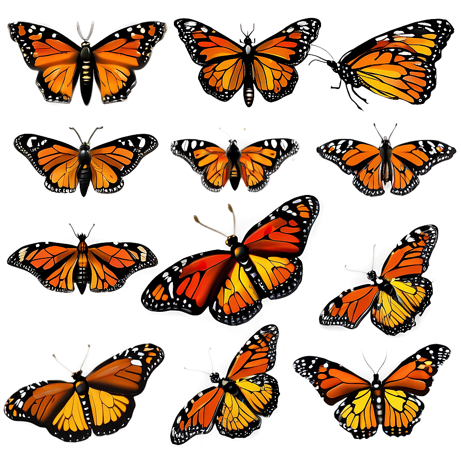 Delicate Monarch Butterflies Png 06252024 PNG