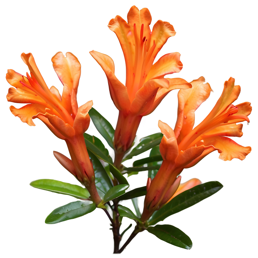 Delicate Orange Azalea Png 06122024 PNG