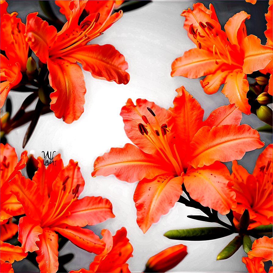 Delicate Orange Azalea Png Qmt PNG