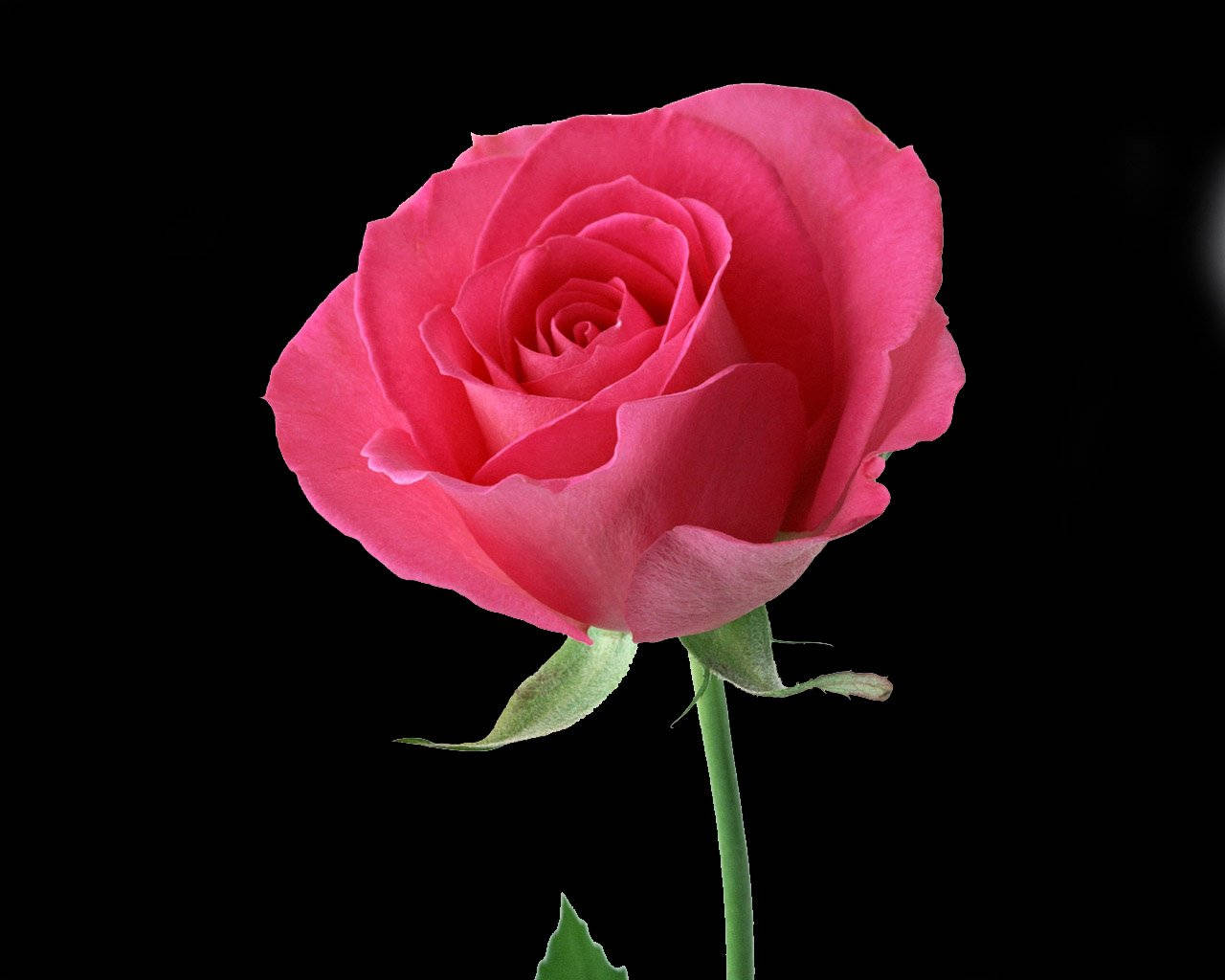 Zarte,schöne Rosa Rose Wallpaper