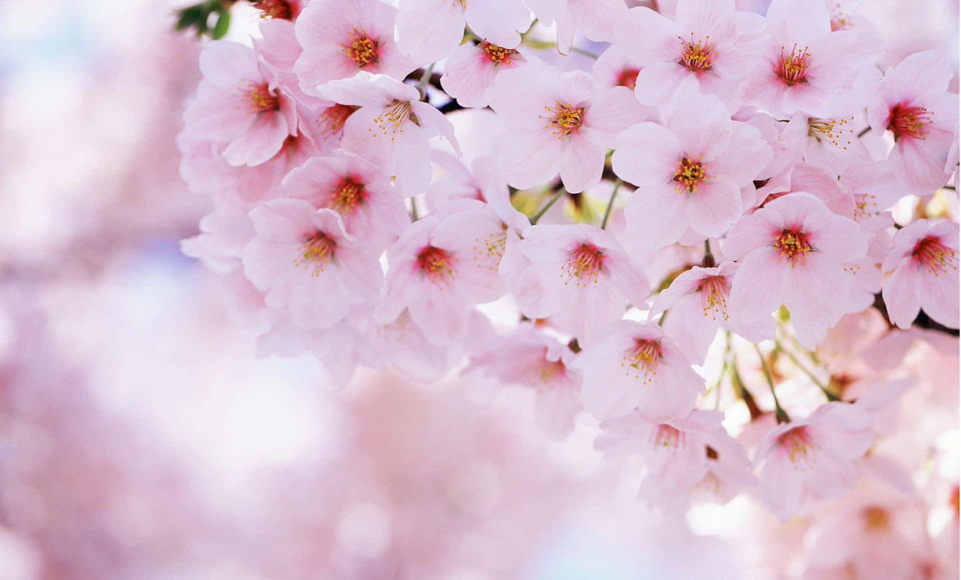 Delicate Pink Cherry Blossoms Wallpaper