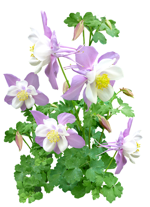 Delicate Pink Columbine Flowers PNG