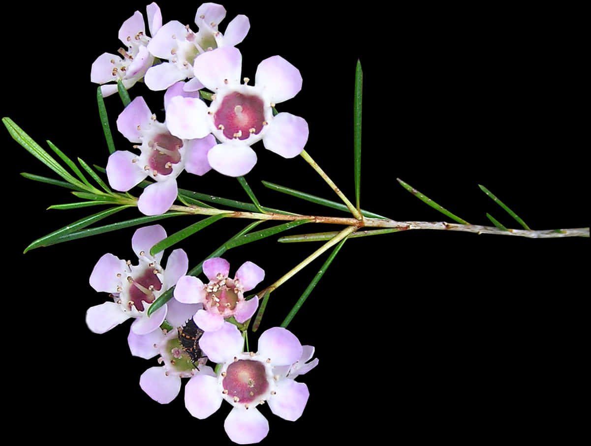 Delicate Pink Flowers Black Background PNG