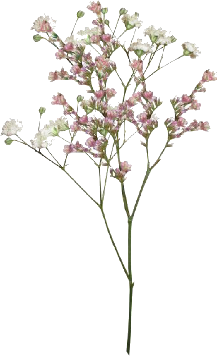 Delicate Pink Flowers Transparent Background PNG