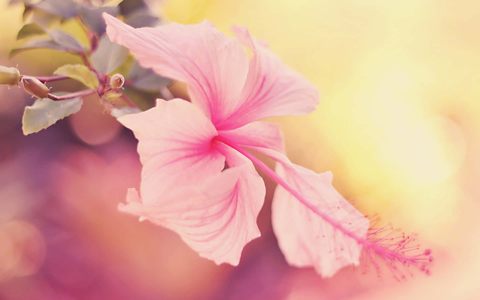 Delicate Pink Hawaiian Hibiscus Flower Background