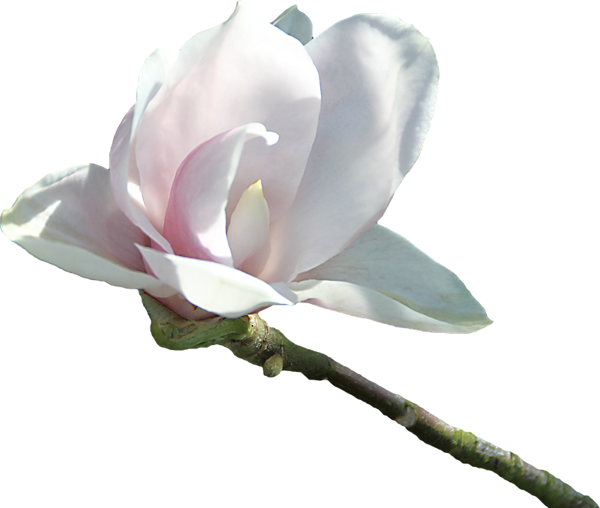 Delicate Pink Magnolia Bloom.png PNG