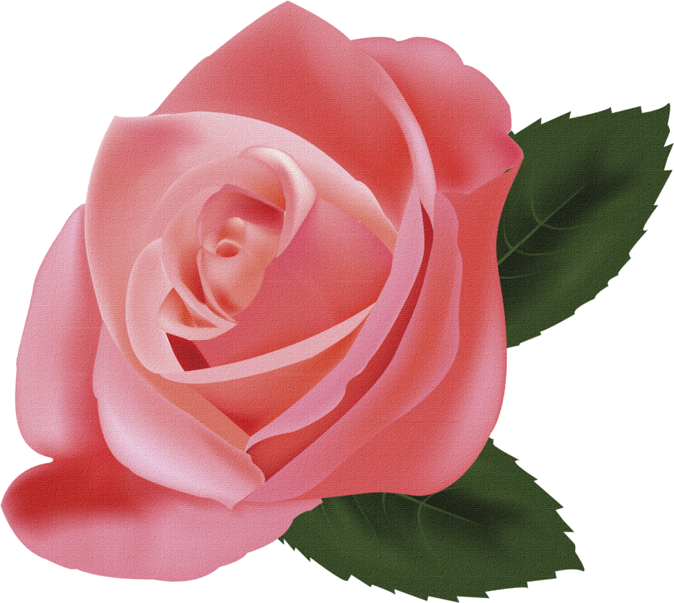 Delicate Pink Rose Graphic PNG