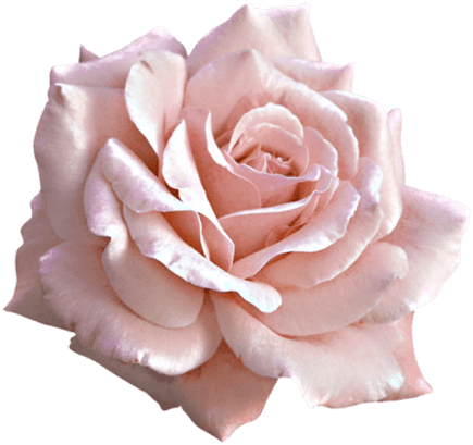 Delicate Pink Rose Isolated PNG