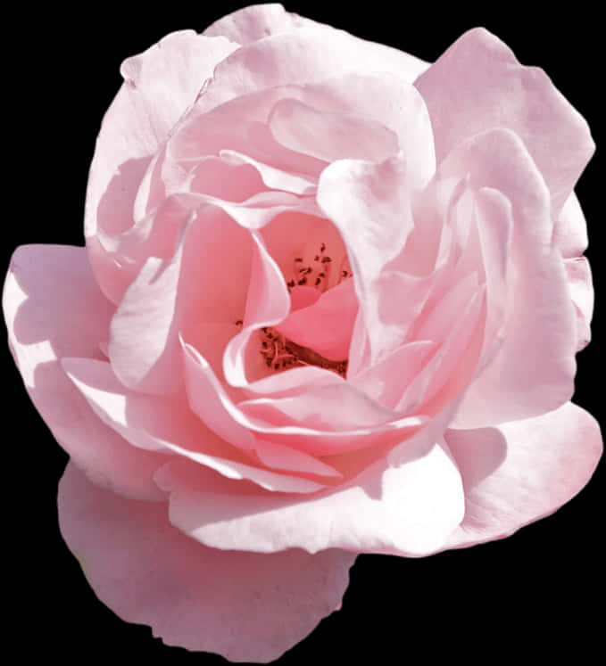 Delicate Pink Rose Isolatedon Black PNG