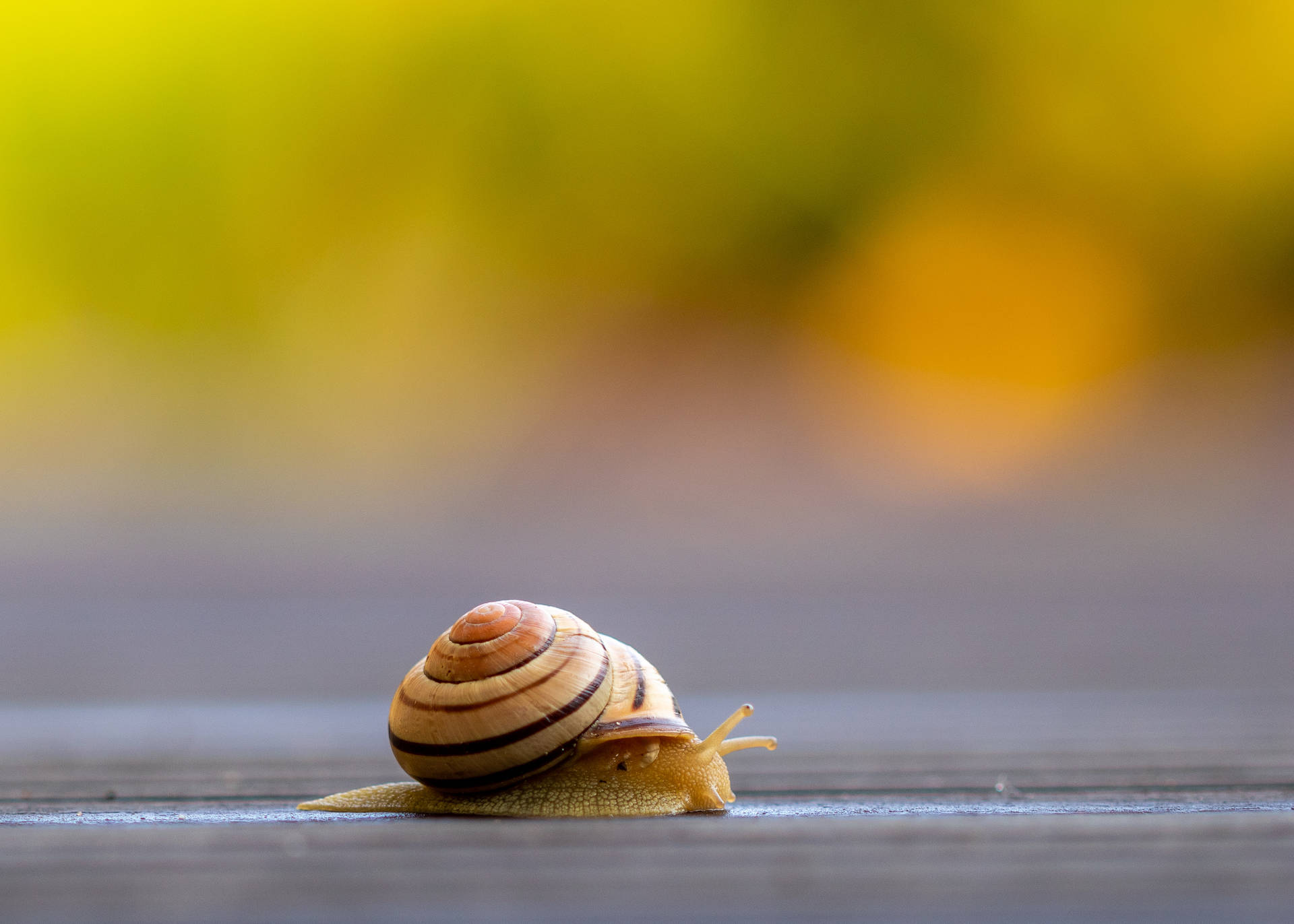 Delicate Snail Crawling On Leaf Wallpaper