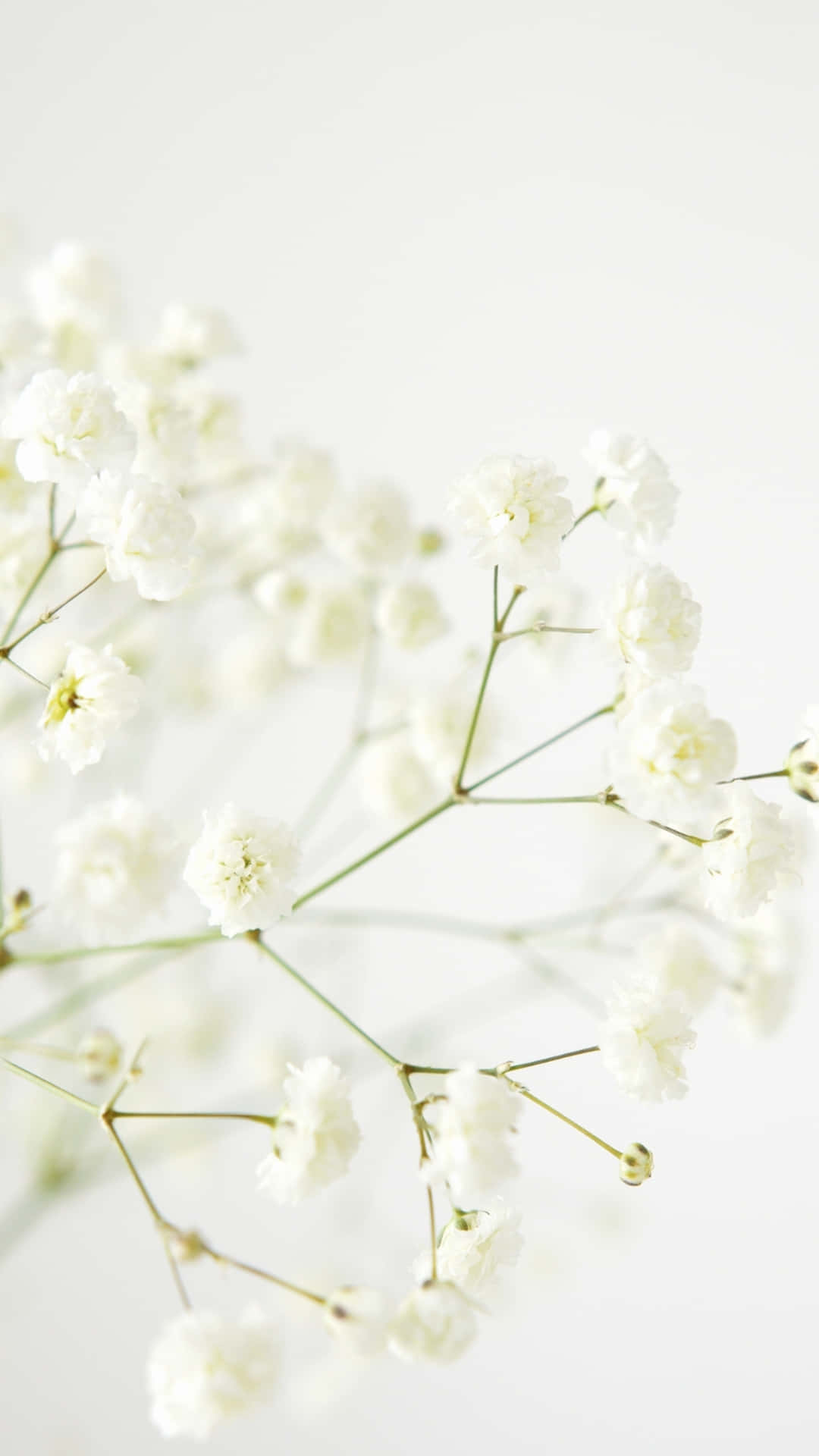 Delicate White Baby's Breath Flowers Wallpaper