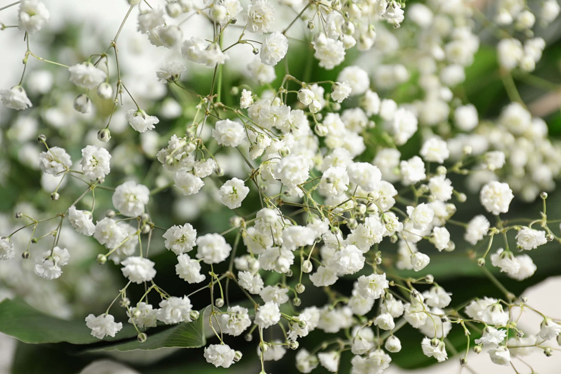 Bunga Gypsophila Putih Yang Halus Wallpaper