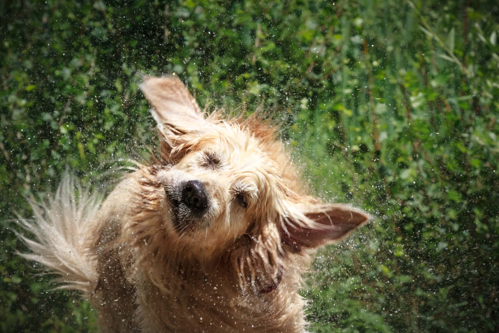 Delightful Close-up Photo Of A Wet Dog Wallpaper