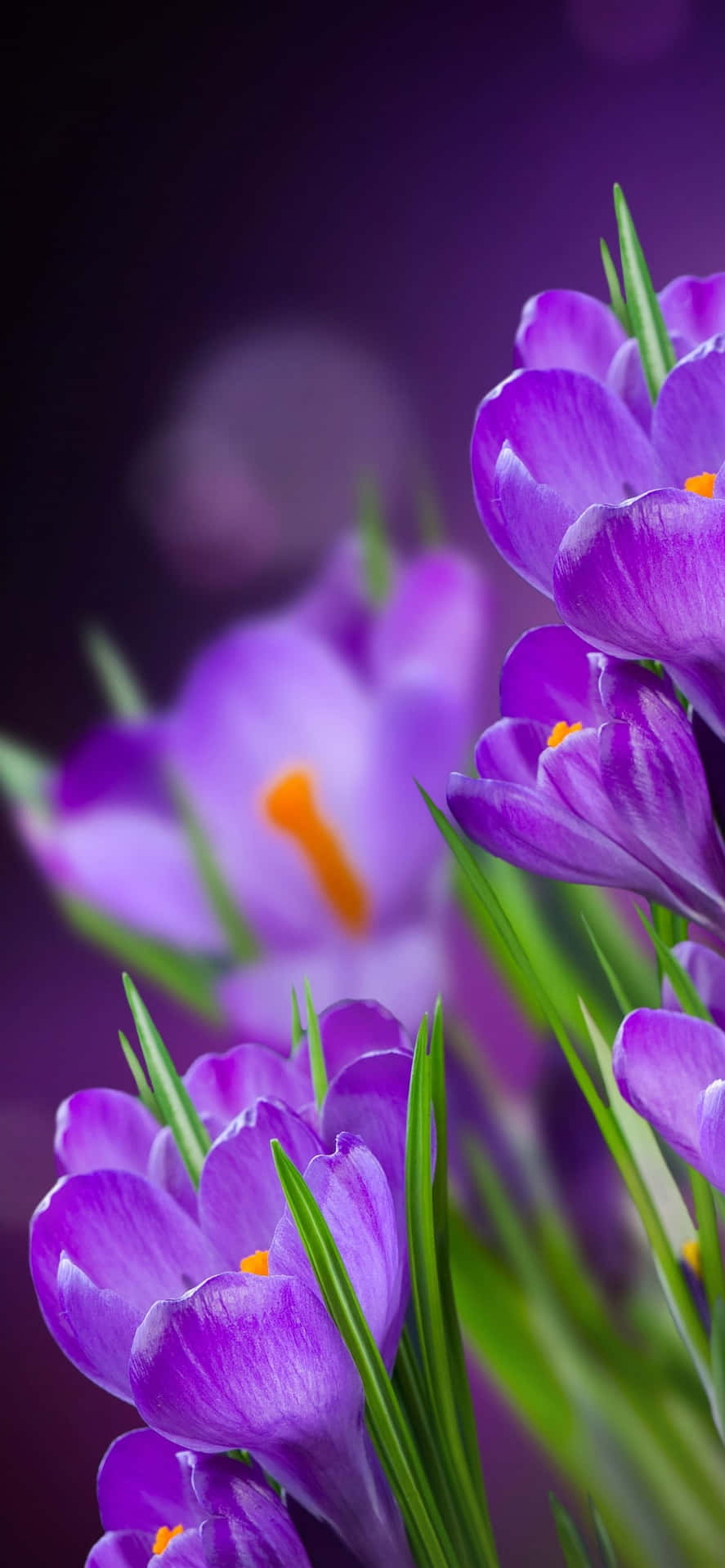 Delightful Dahlia - Floral Iphone Background
