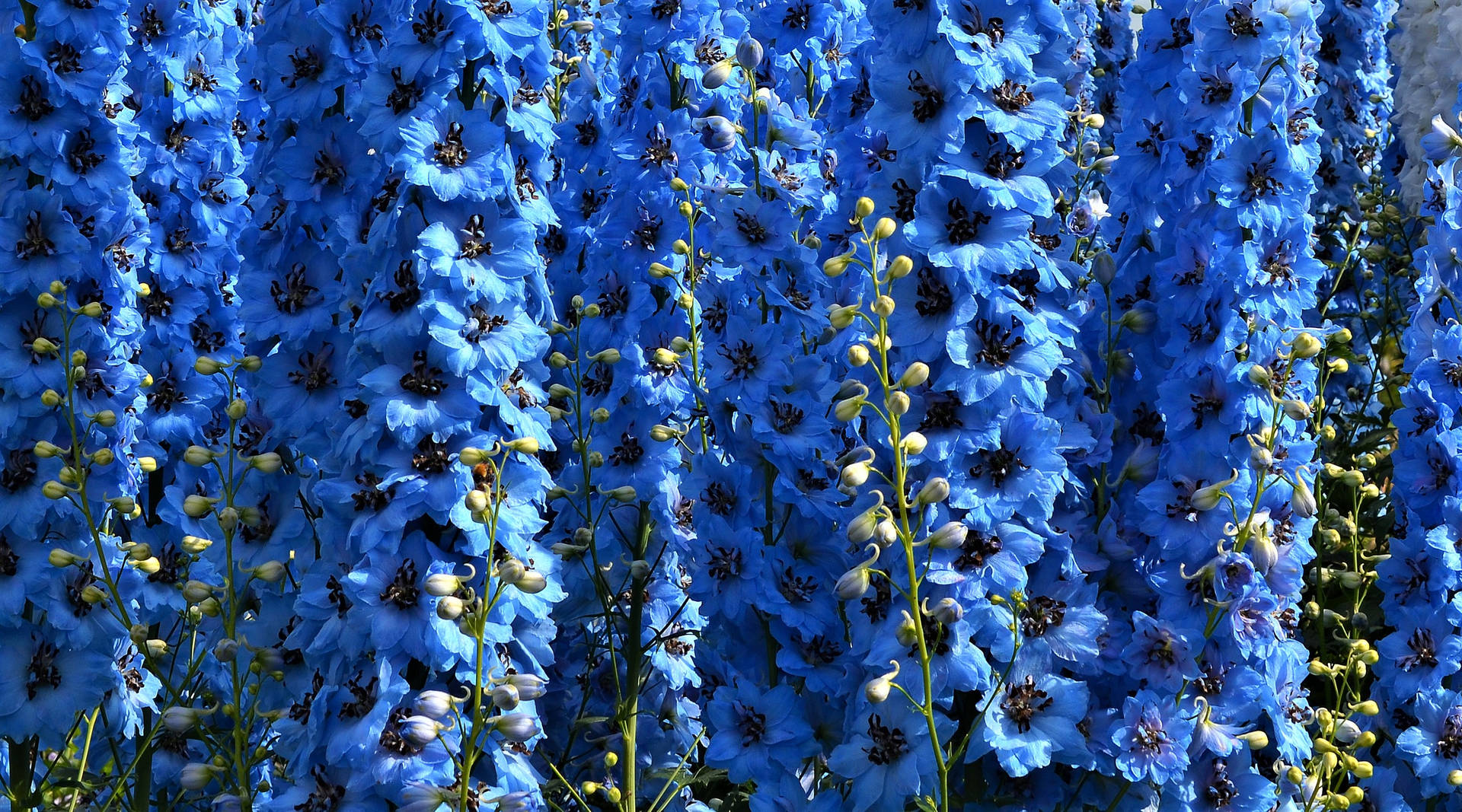 Delphinium Blue Flower Background Wallpaper