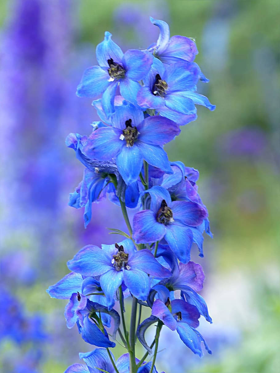 Delphinium Elatum Blue Flower Iphone Wallpaper