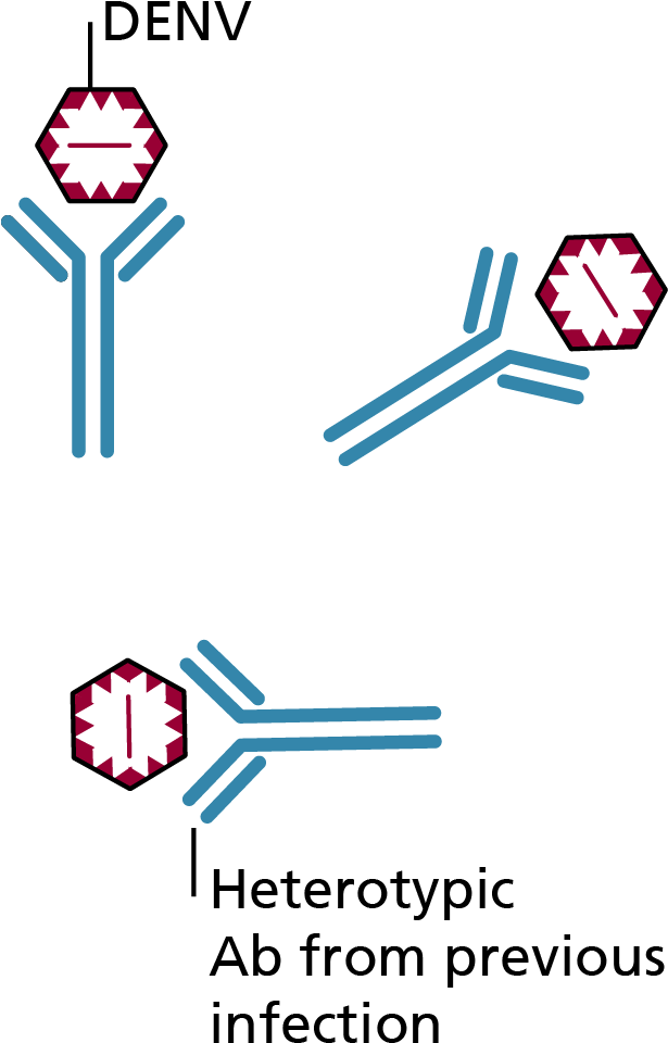 Dengue Virus Antibody Interaction PNG