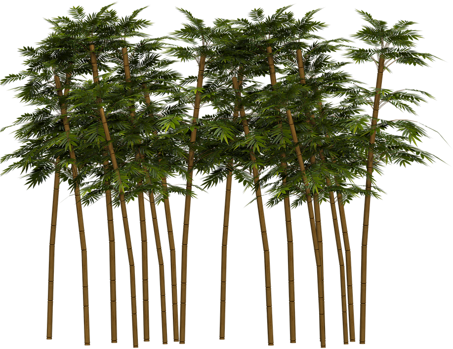 Dense Bamboo Grove3 D Render PNG