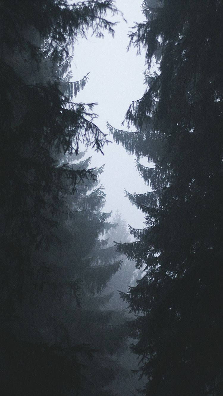 Dense Forest Simple Iphone Wallpaper