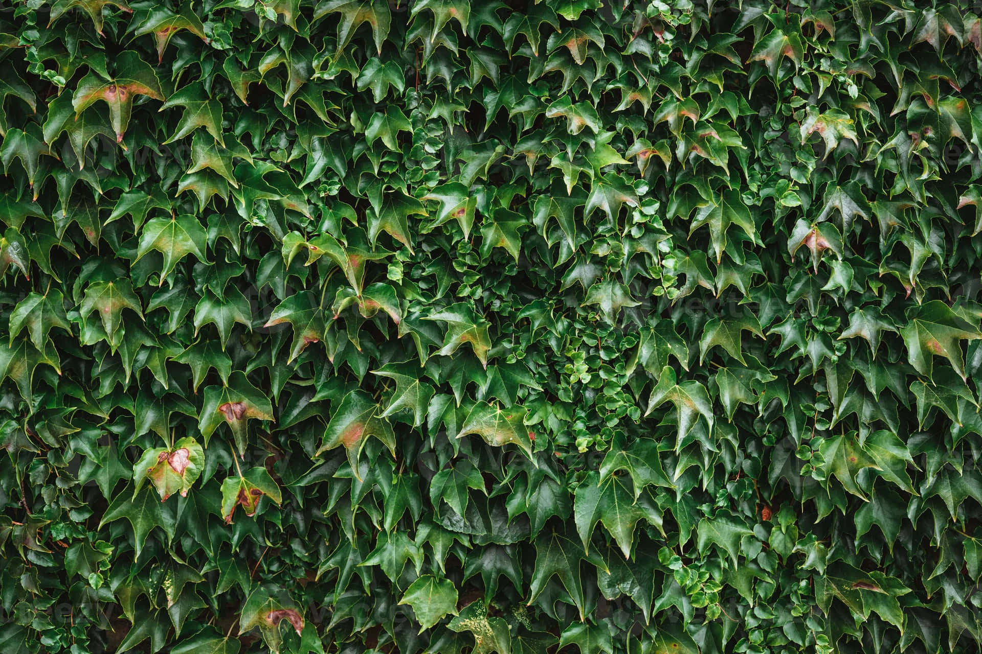 Dense Ivy Wall Texture Wallpaper