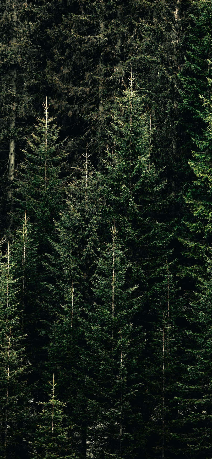 Dense Pine Forest Vertical View.jpg Wallpaper