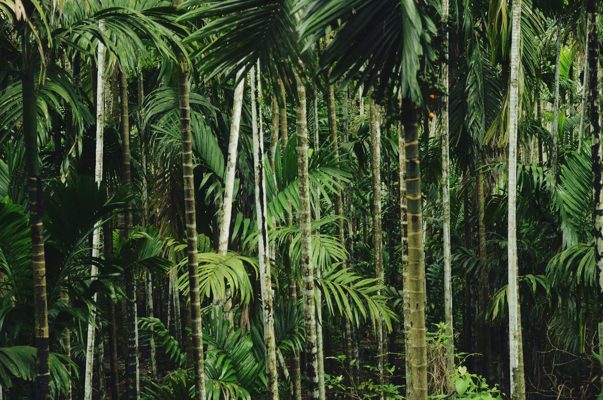 Dense_ Tropical_ Jungle_ Foliage.jpg Wallpaper