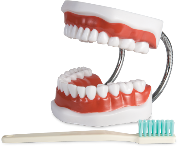 Dental Modeland Toothbrush PNG